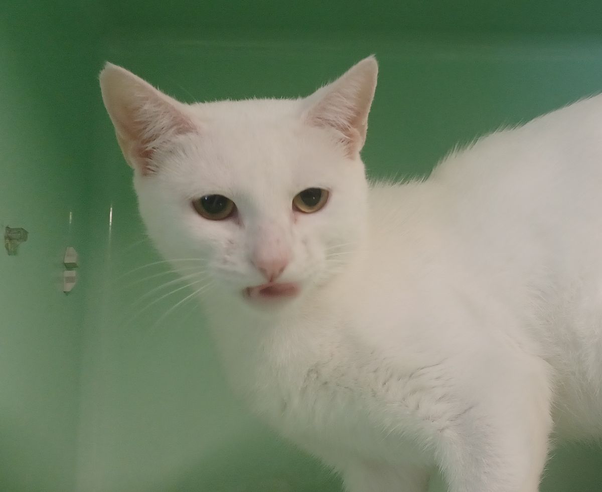 Gallery image: Pearl