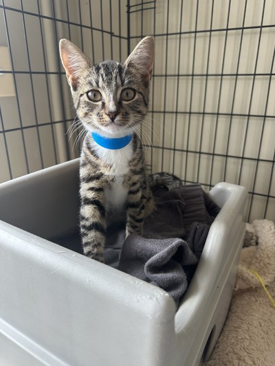 Lichen - Domestic Short Hair