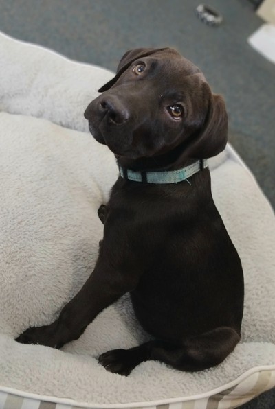 Violet - Labrador