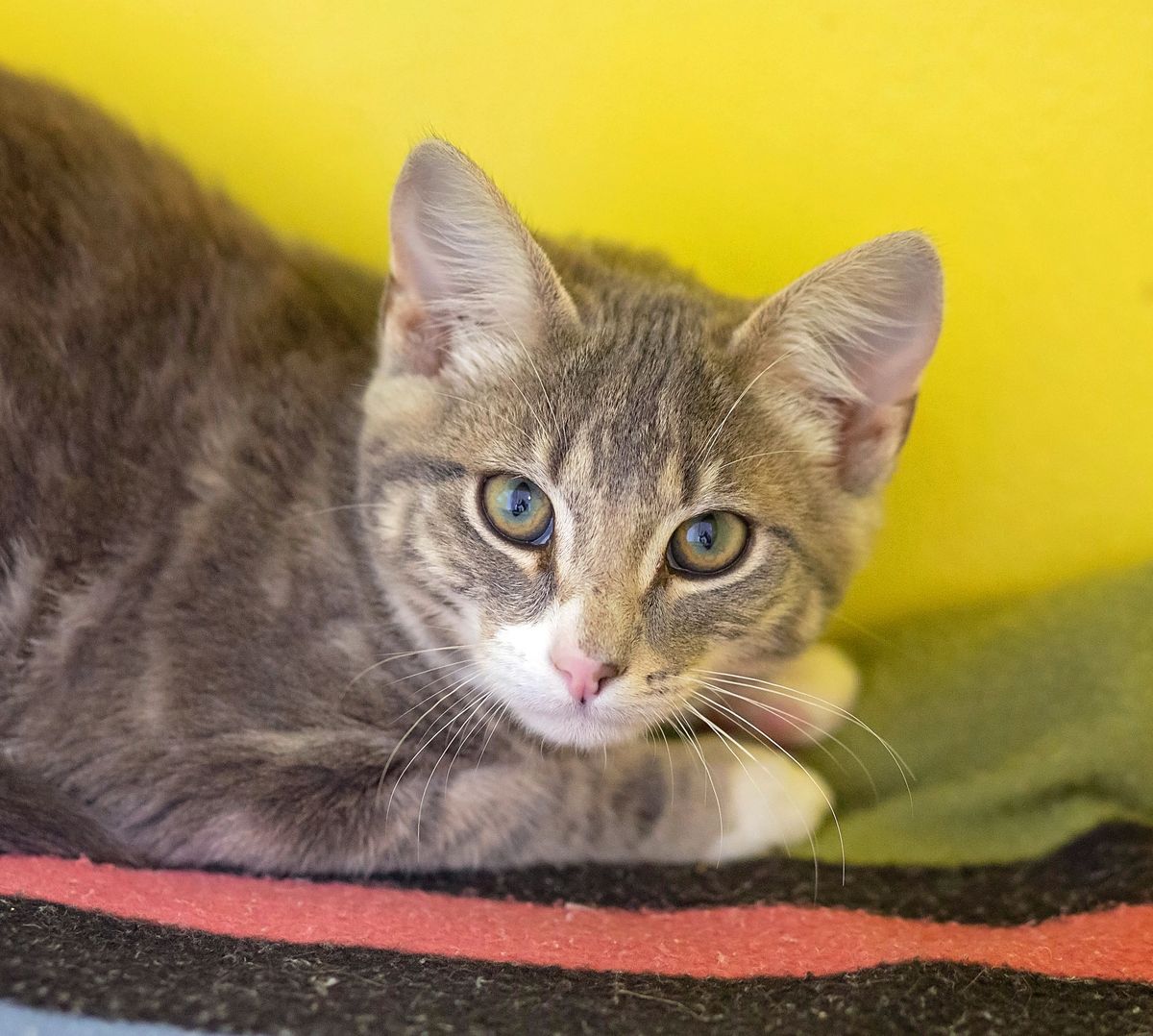 Gallery image: Percy