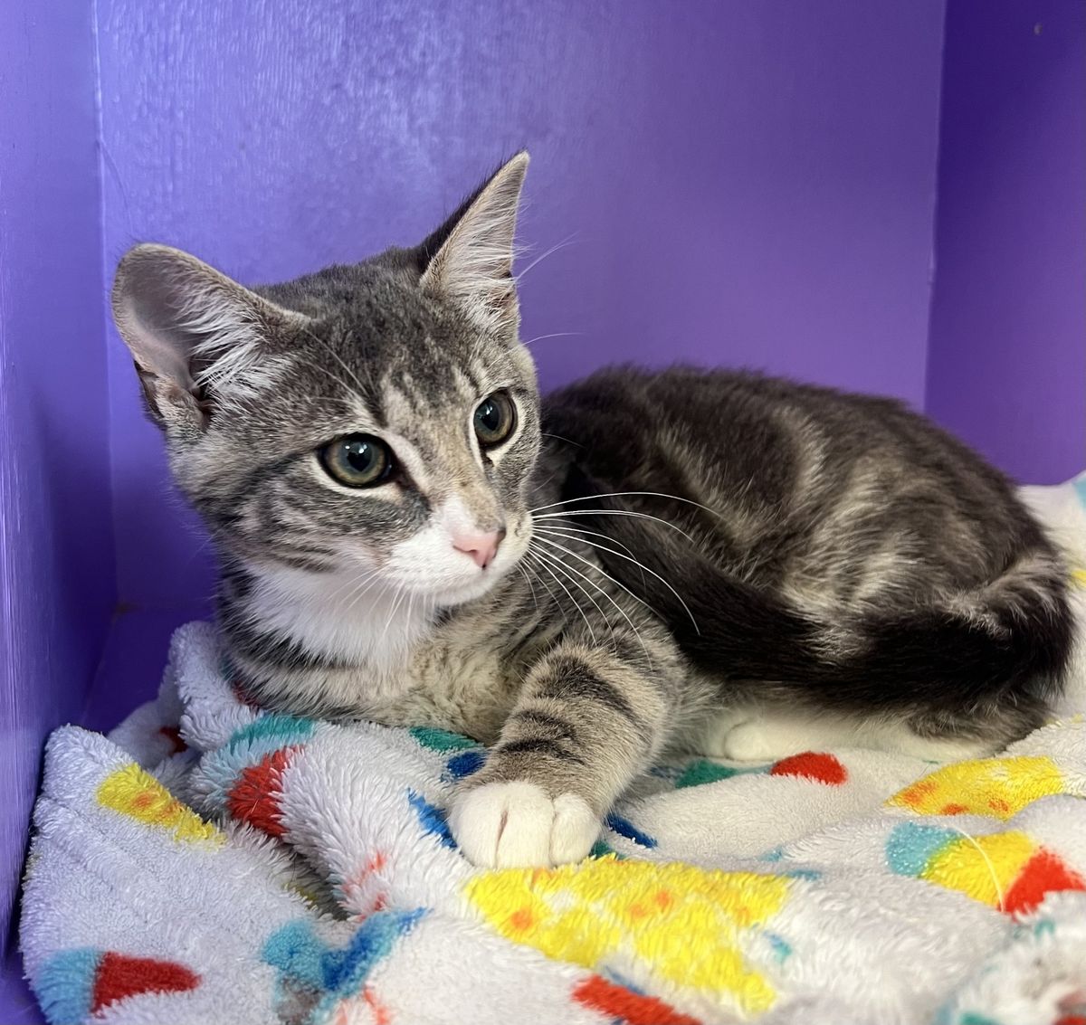 Gallery image: Percy