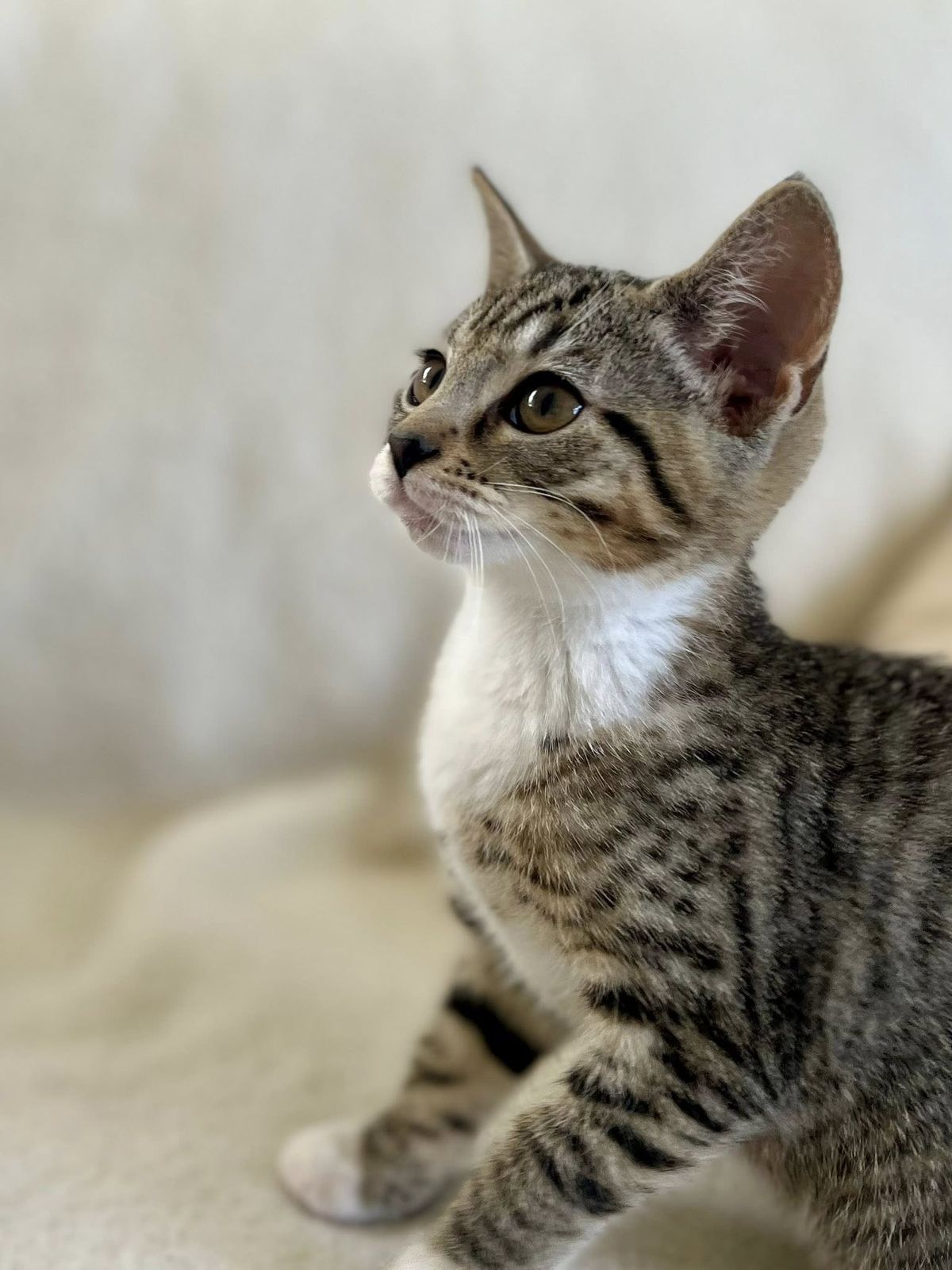 Gallery image: Tabitha