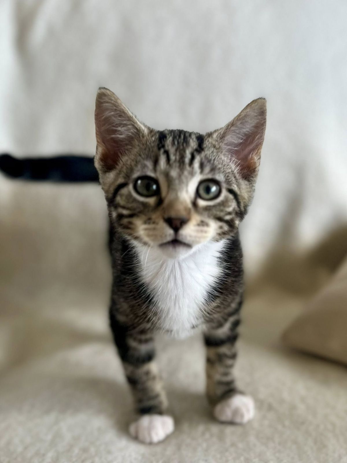 Gallery image: Spike