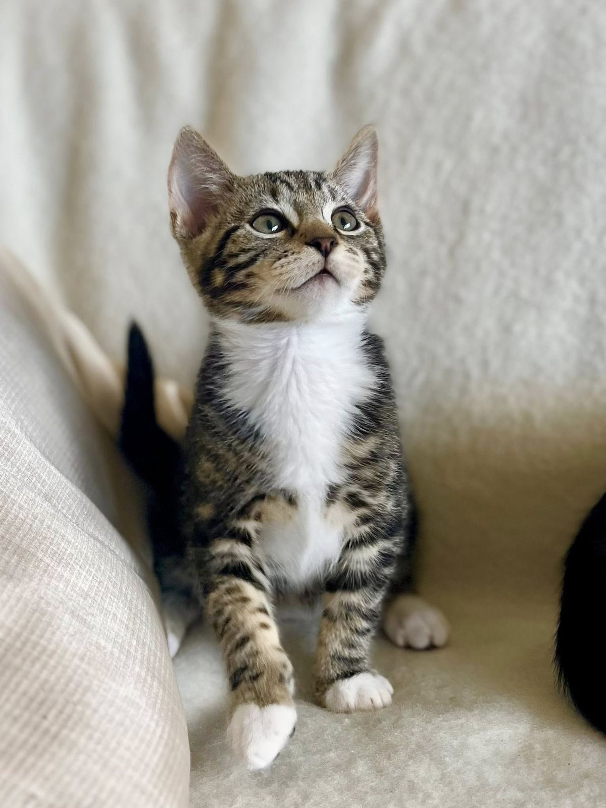 Gallery image: Spike