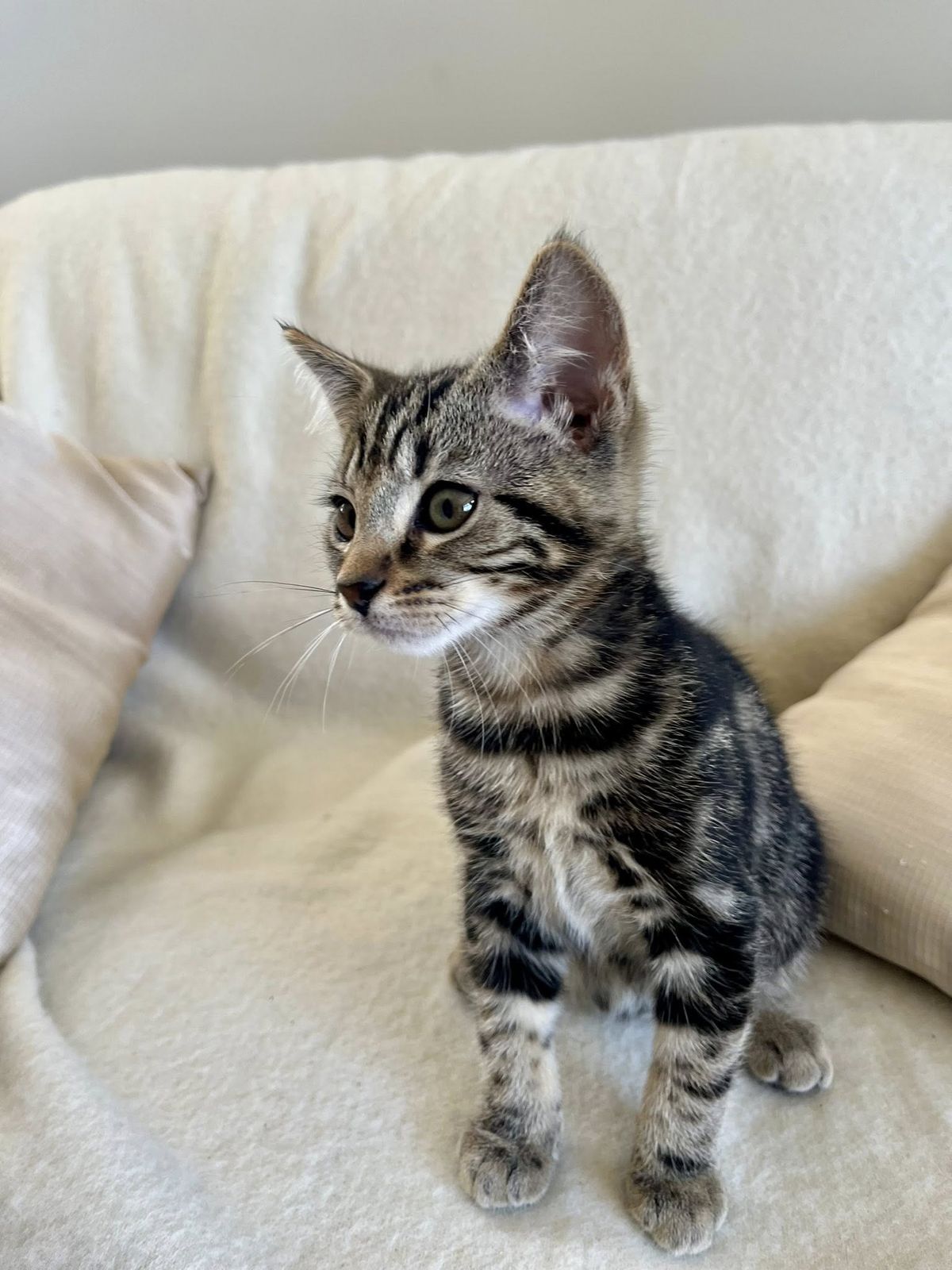 Gallery image: Wilbur