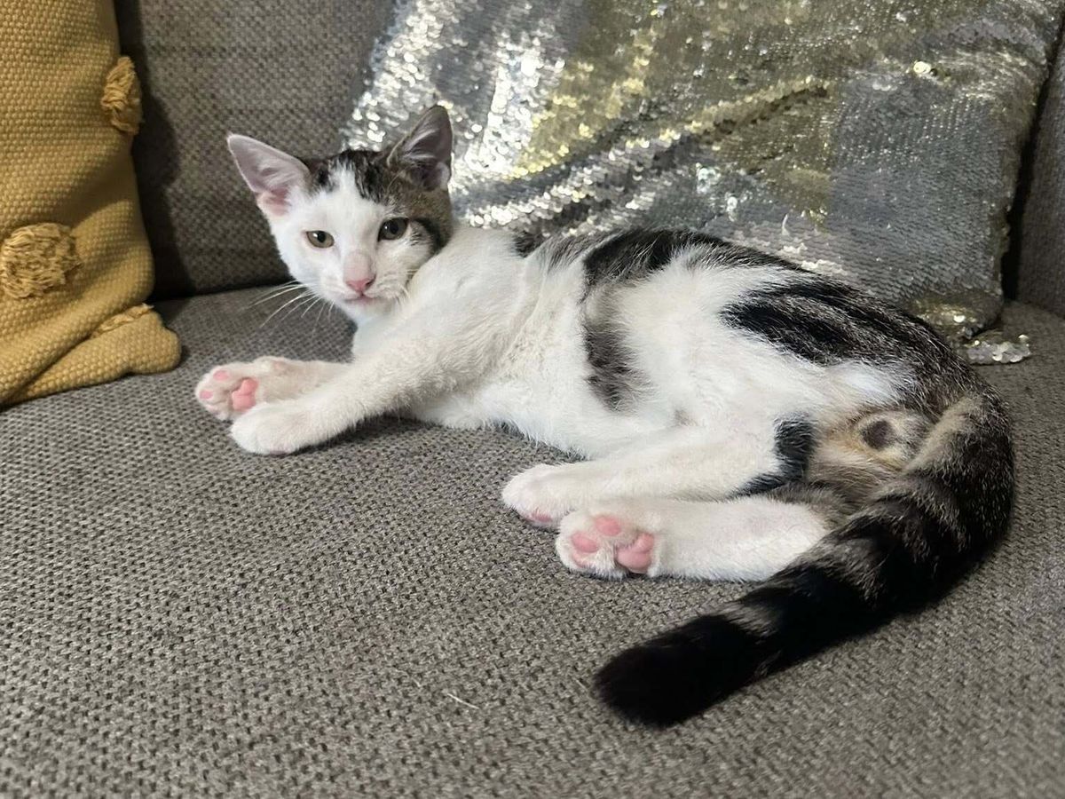 Gallery image: Zephyr