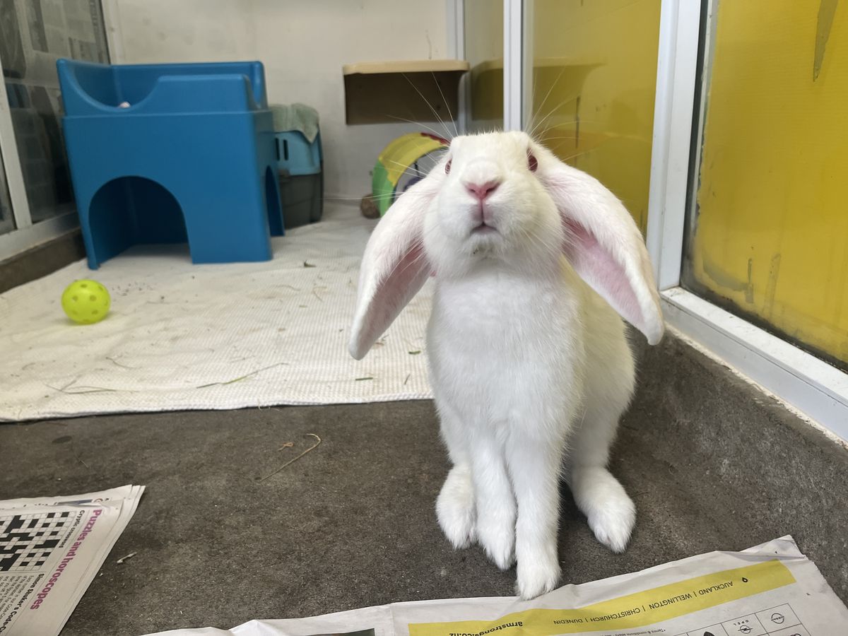 Gallery image: Nimbus