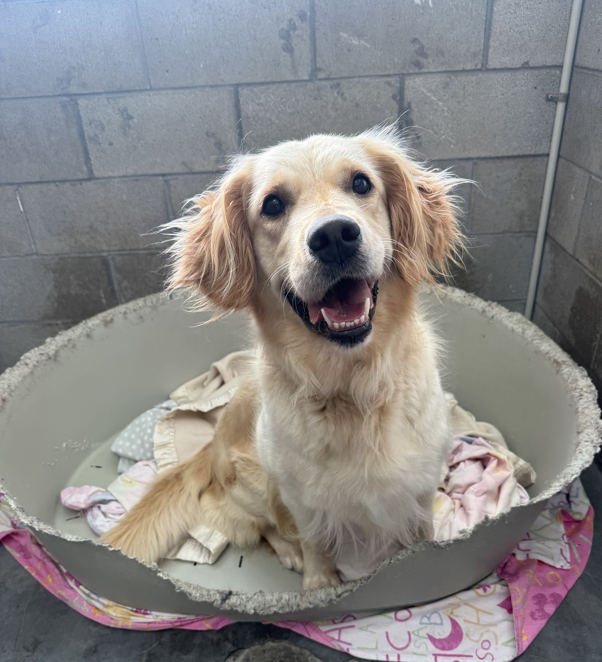 Gallery image: Sandy