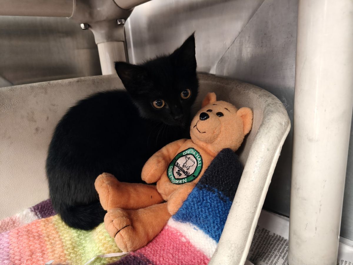 Gallery image: Apollo