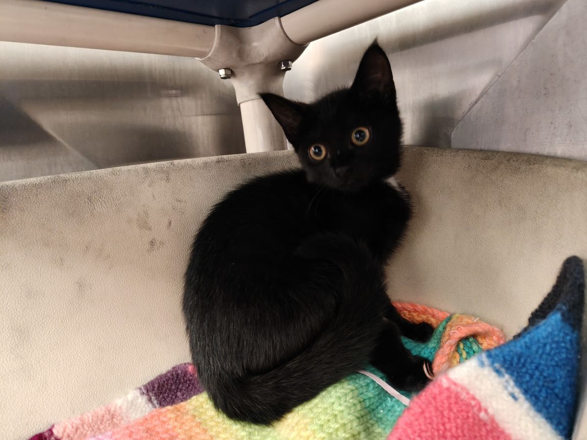 Gallery image: Apollo