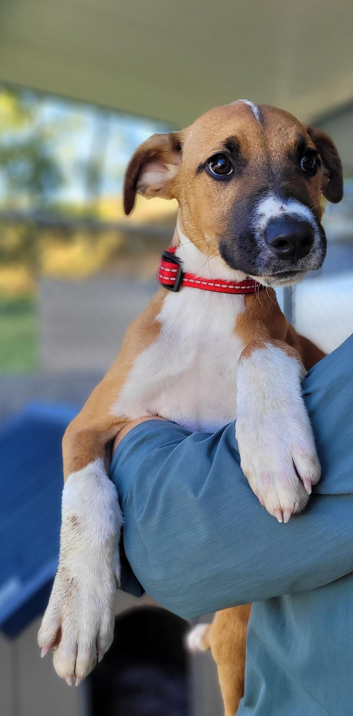 Gallery image: Branston