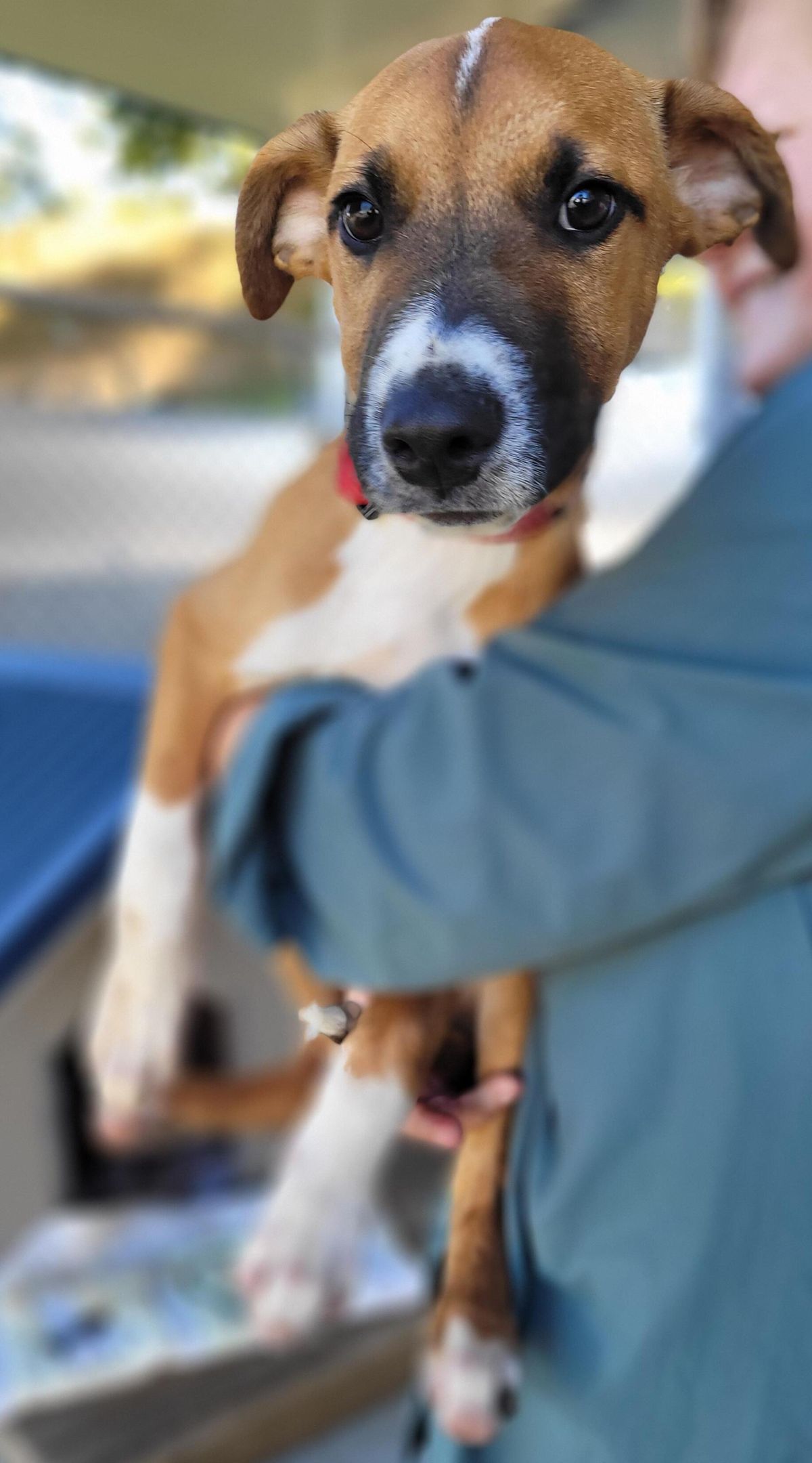 Gallery image: Branston