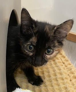 Gallery image: Squeak