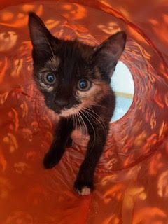 Gallery image: Squeak