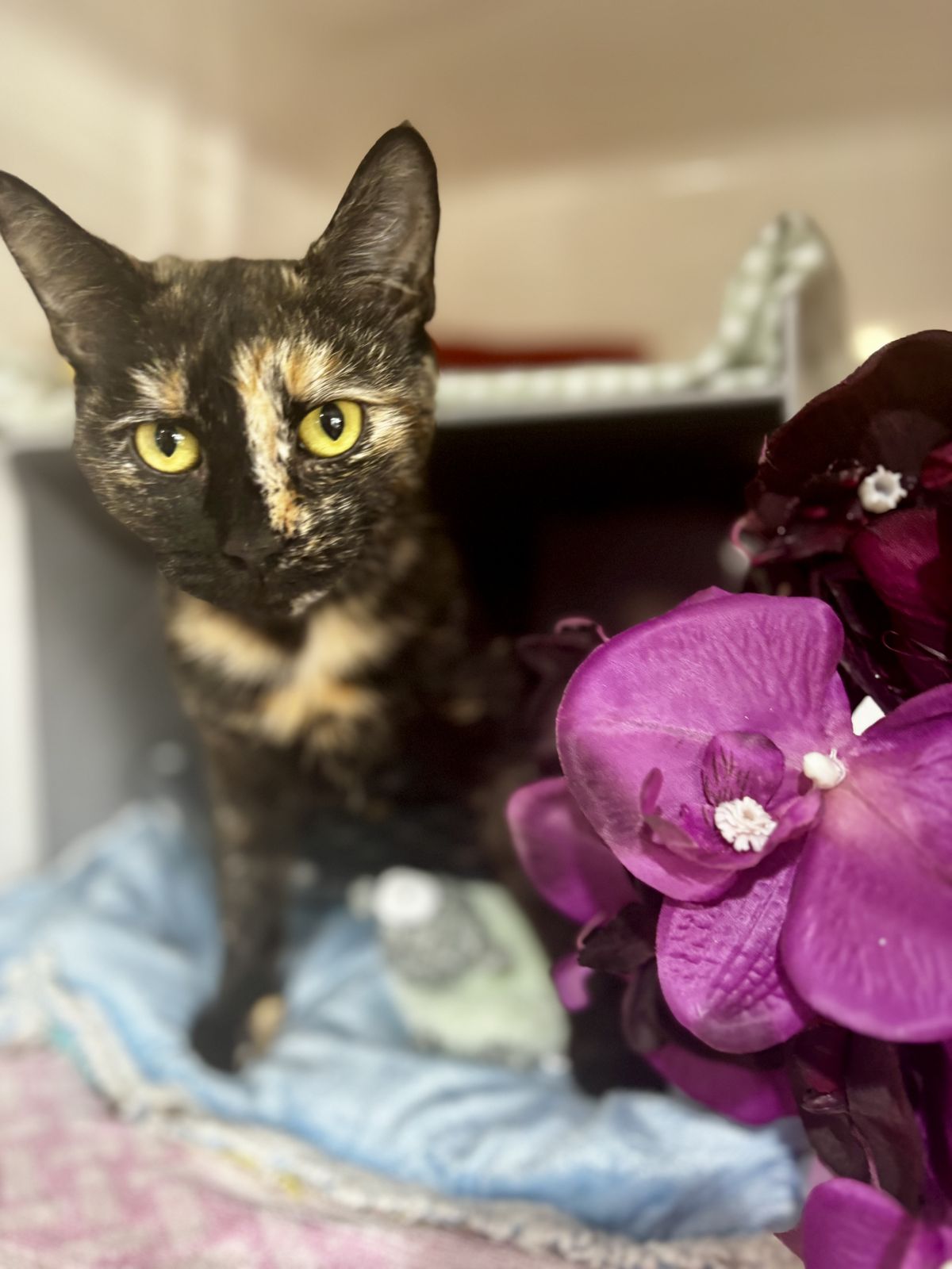 Gallery image: Freya