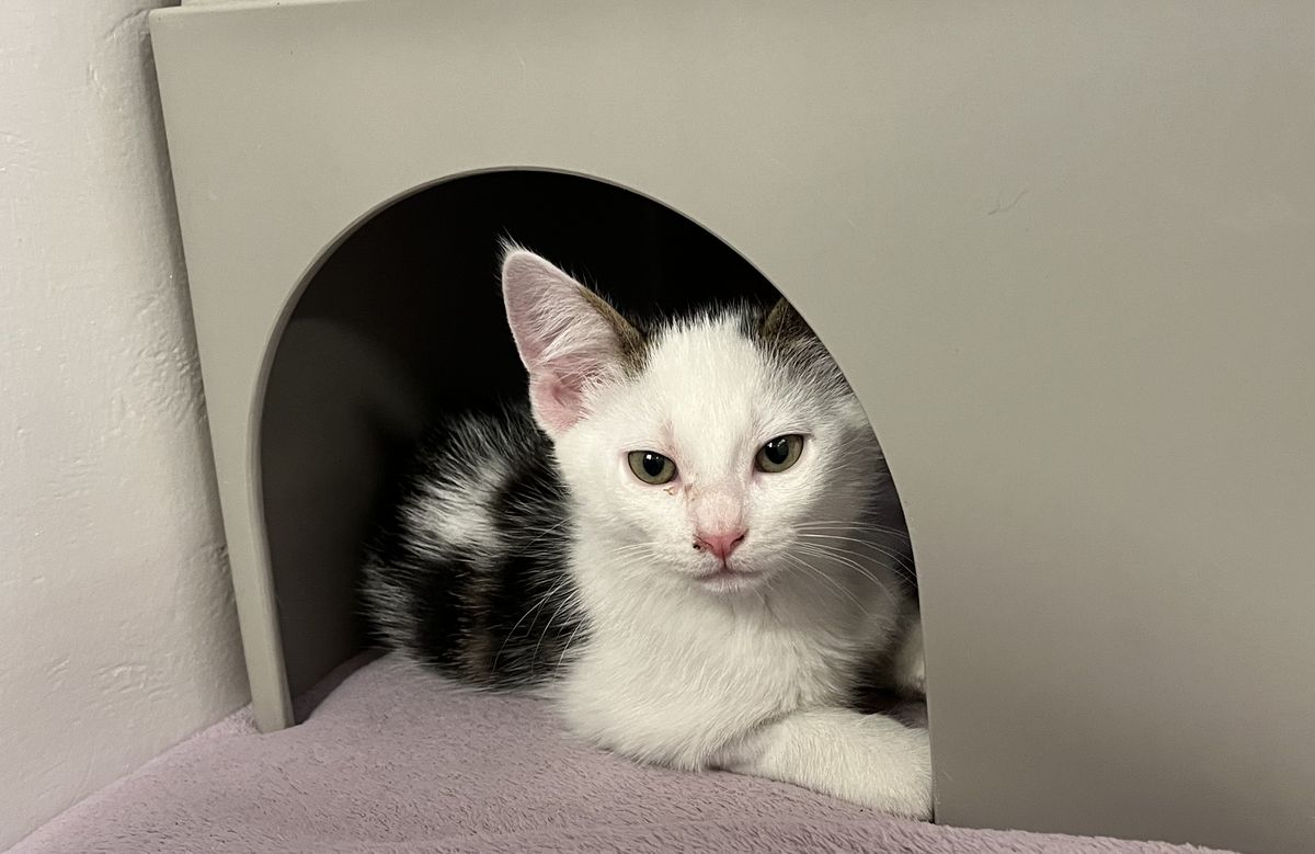 Gallery image: Draco