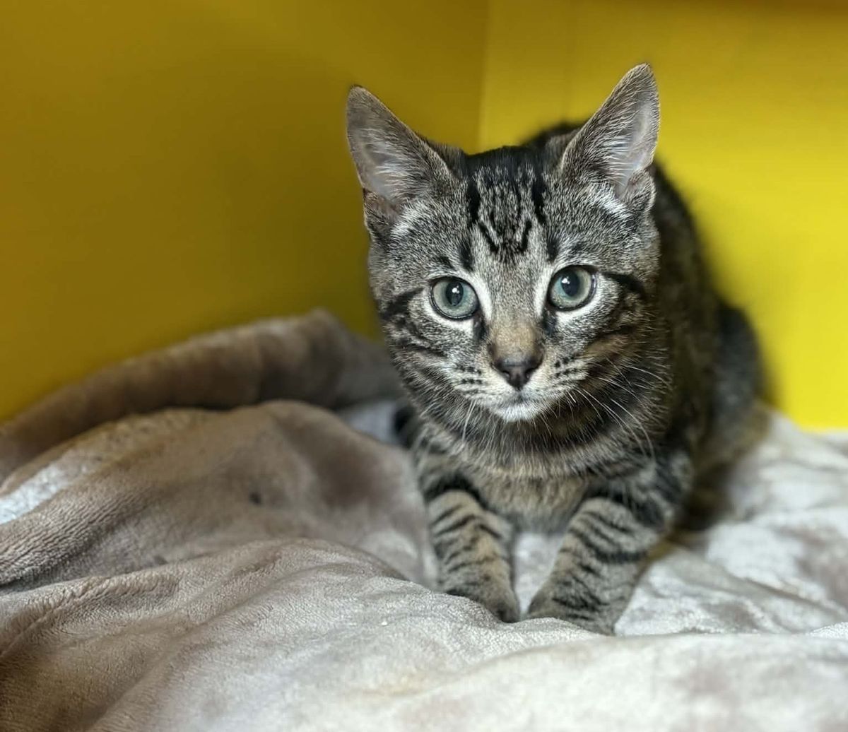 Gallery image: Wally