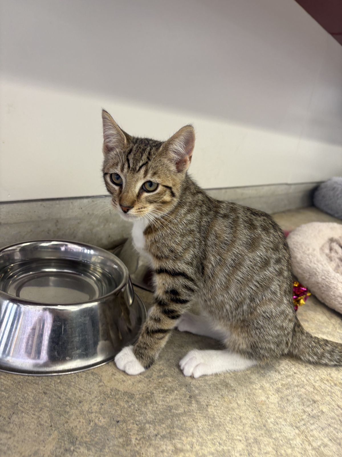 Gallery image: Toyota