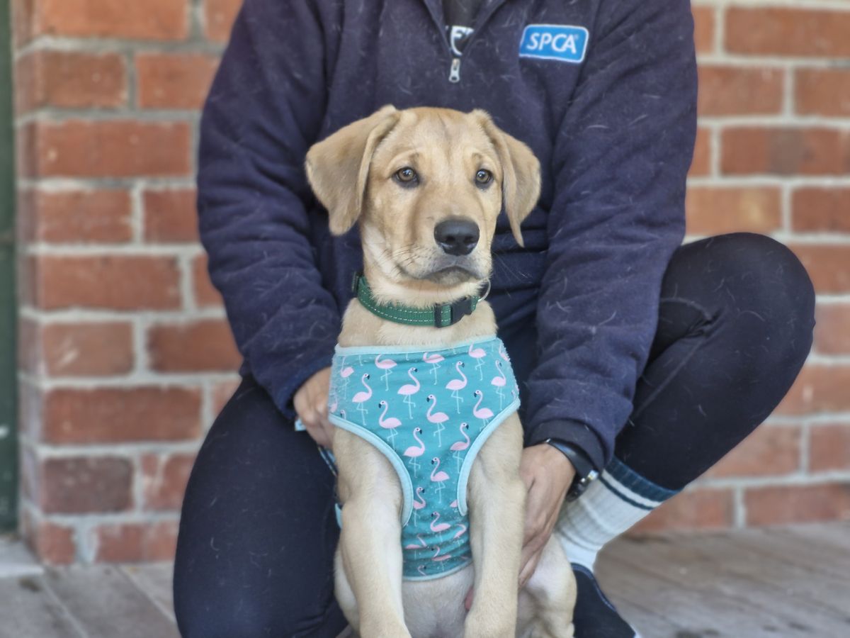 Gallery image: Scooby 