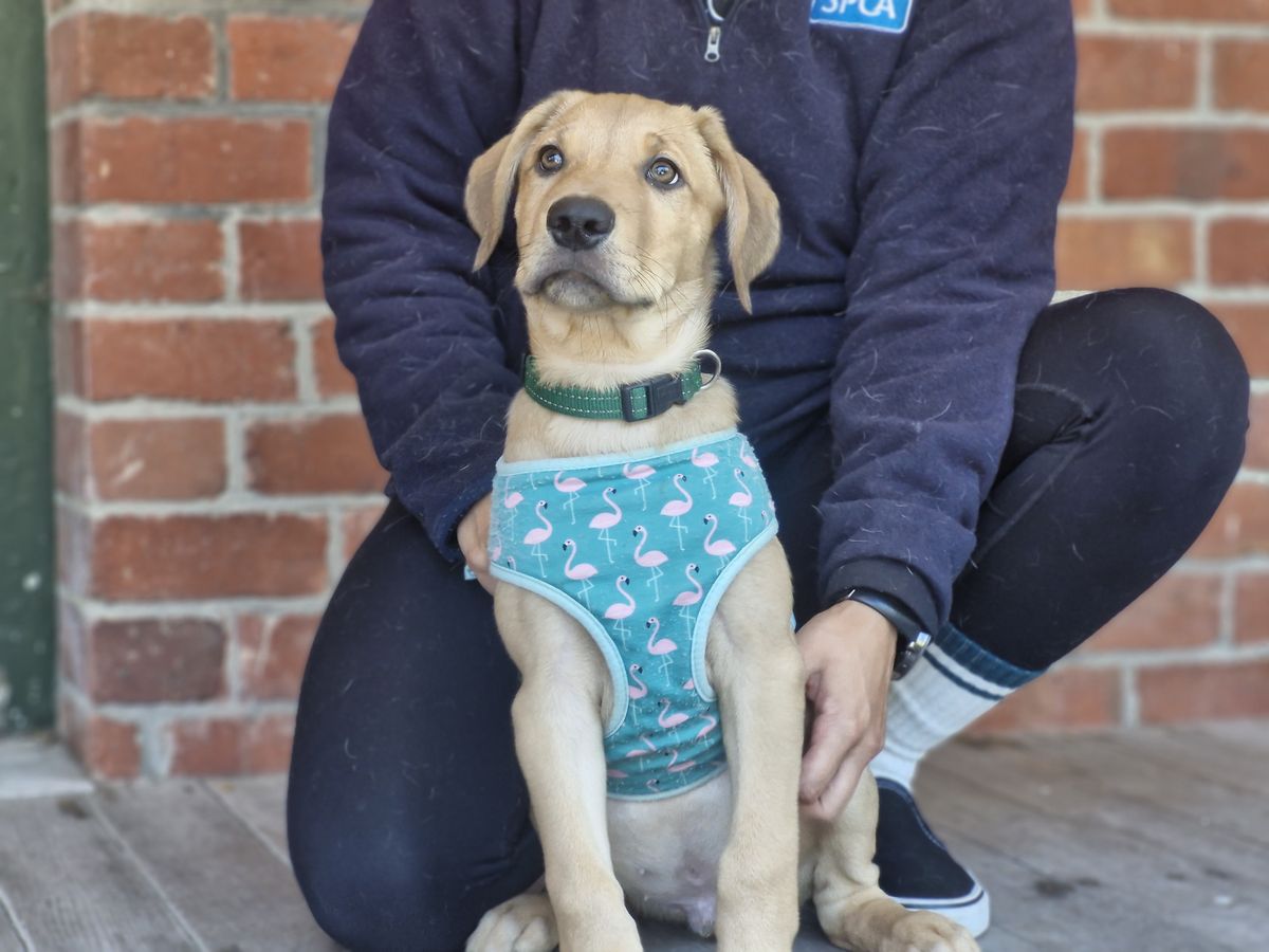 Gallery image: Scooby 