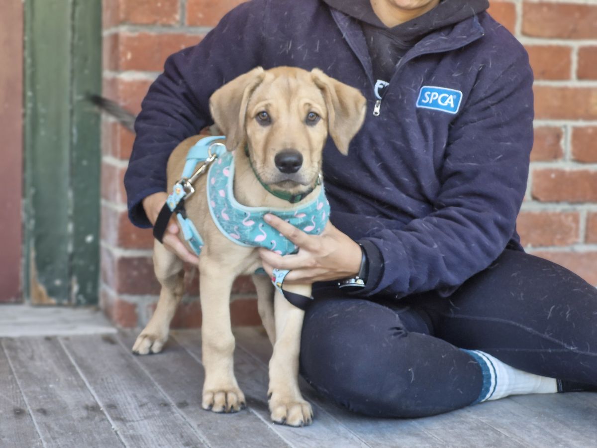 Gallery image: Scooby 