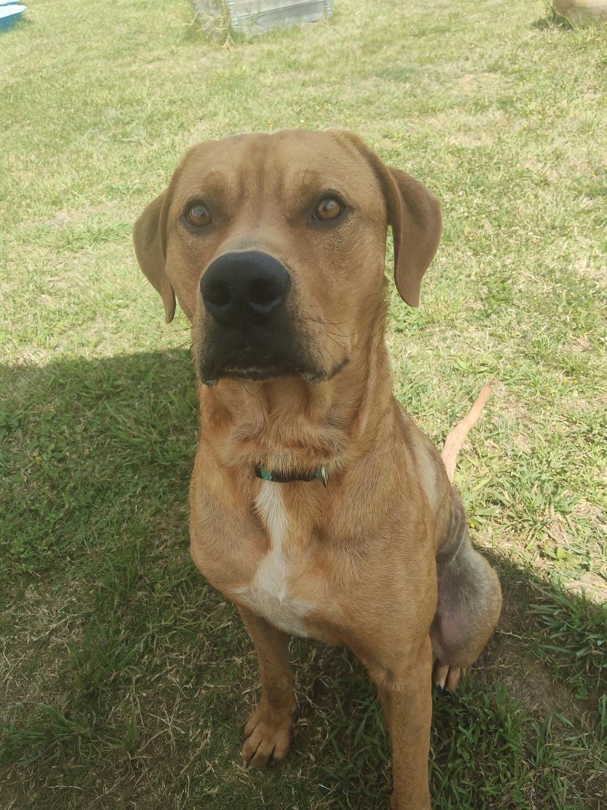 Gallery image: Clifford 