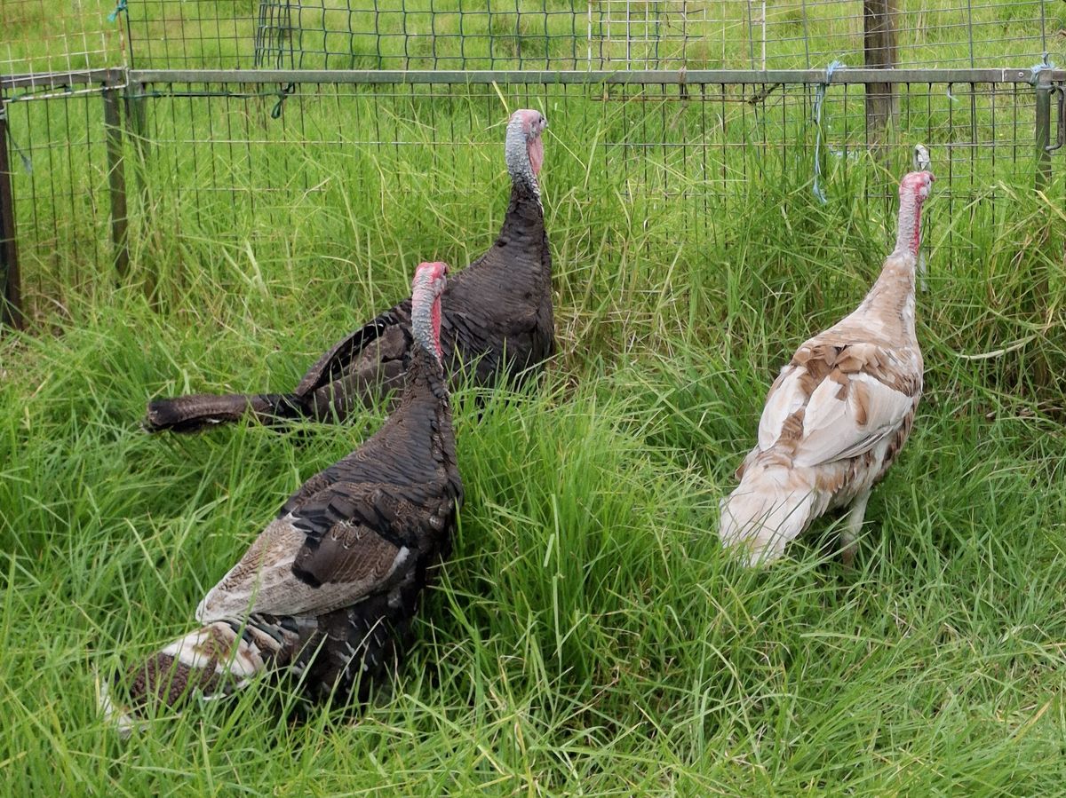 Gallery image: Peanut, Butter & Jelly