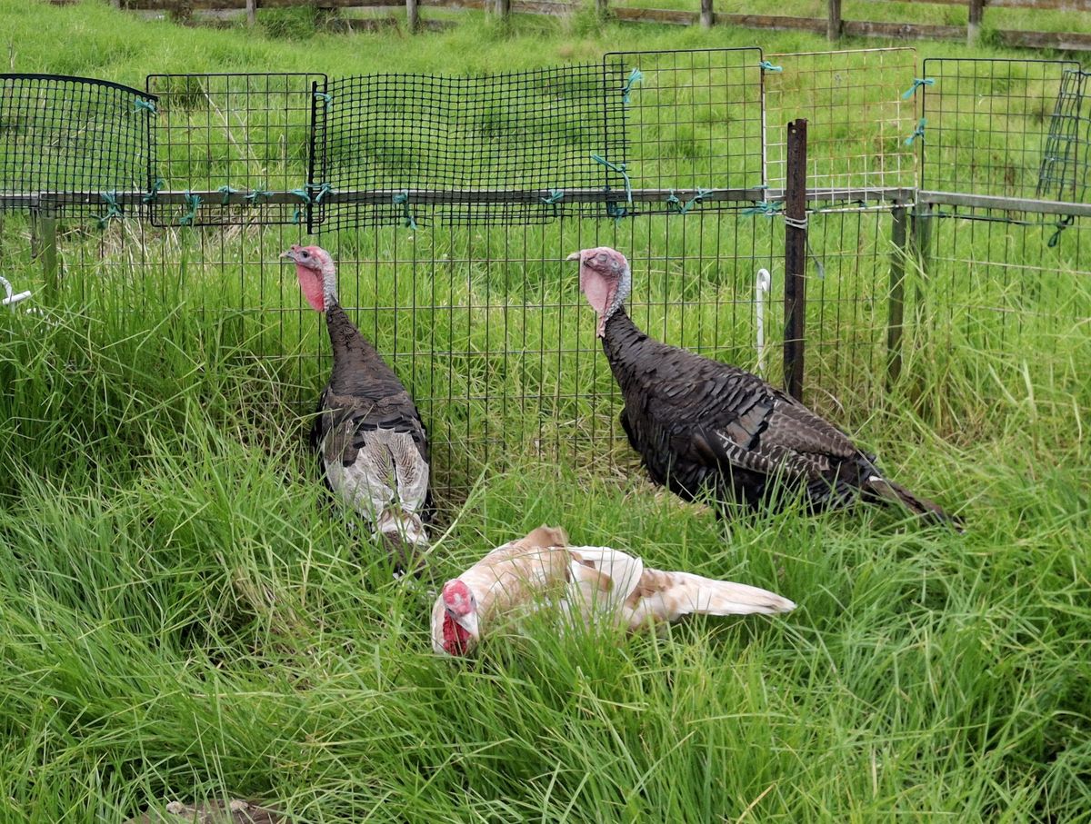 Gallery image: Peanut, Butter & Jelly