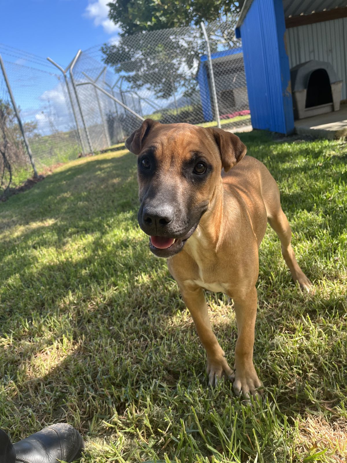 Gallery image: Cashew