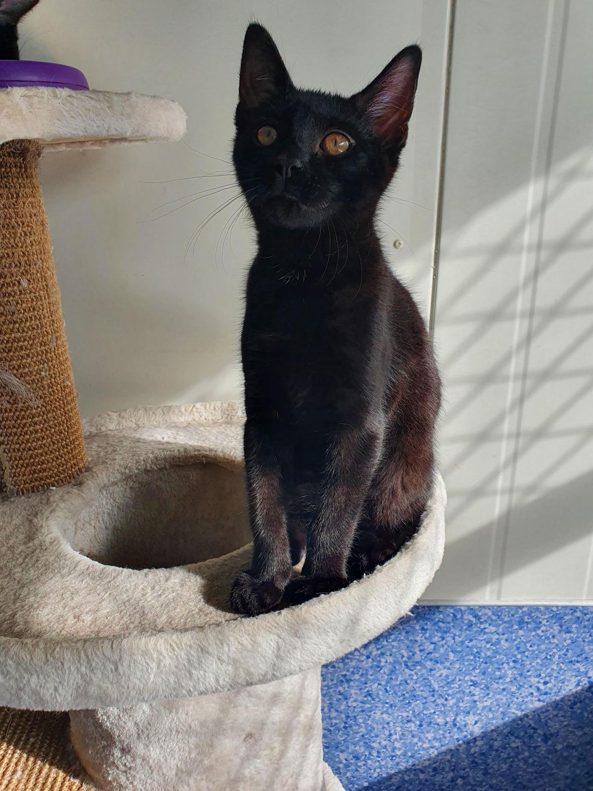 Gallery image: Raven