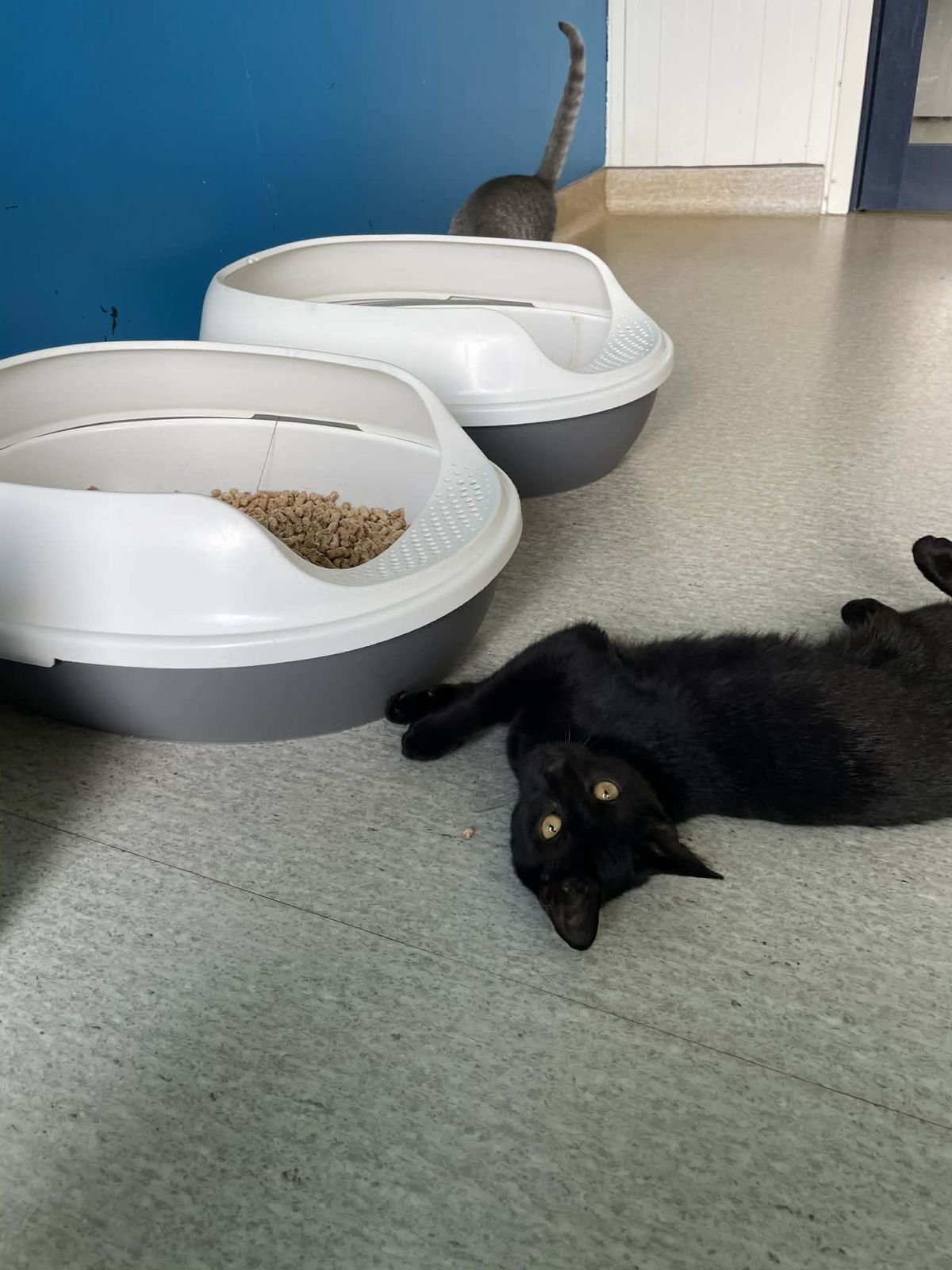 Gallery image: Vader