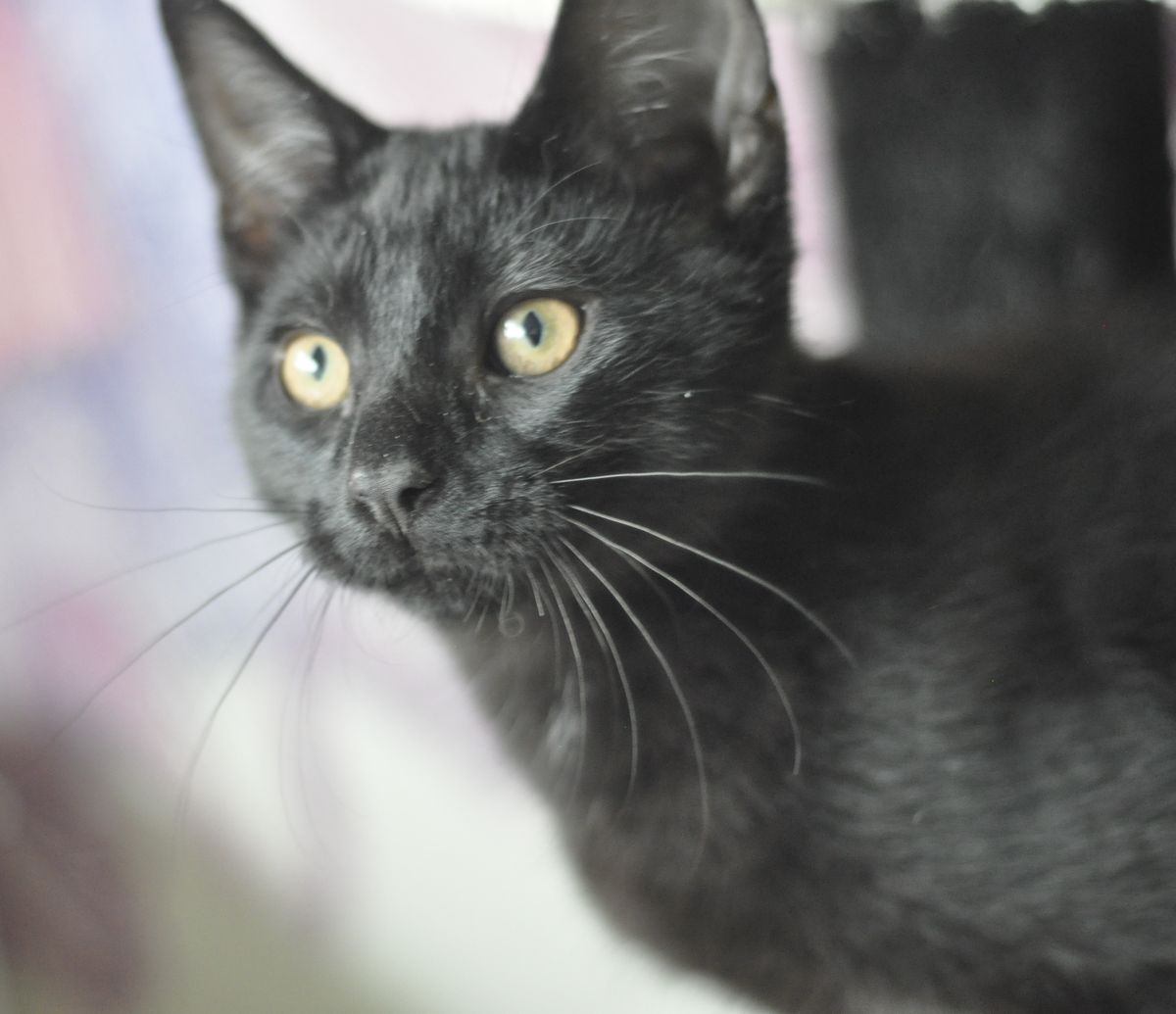 Gallery image: Raven