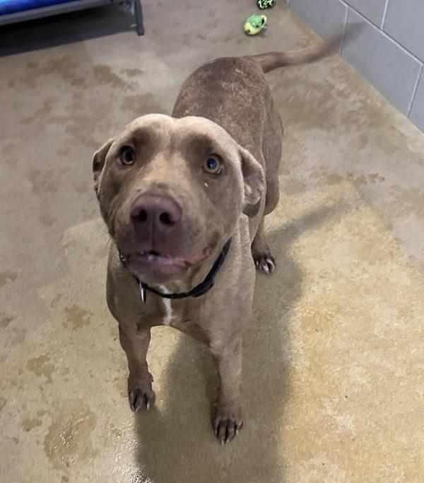 Gracie the SPCA dog standing looking at camera nervously