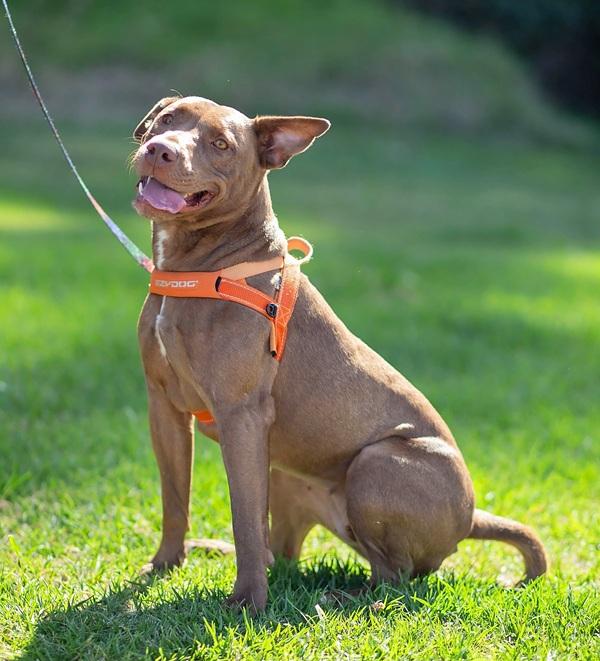 Gracie standing on green grass smiling widely