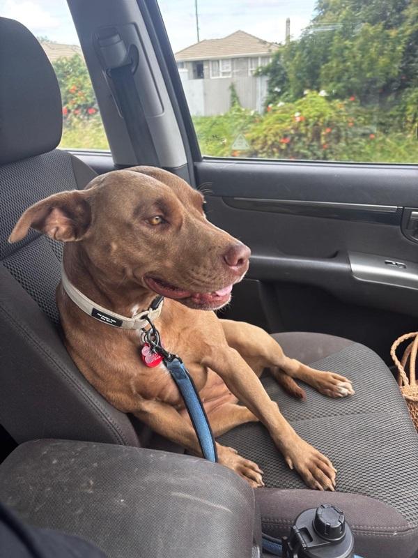 Gracie sitting in car