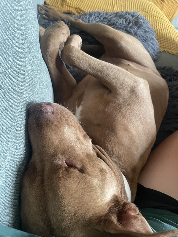 Gracie snuggled on couch