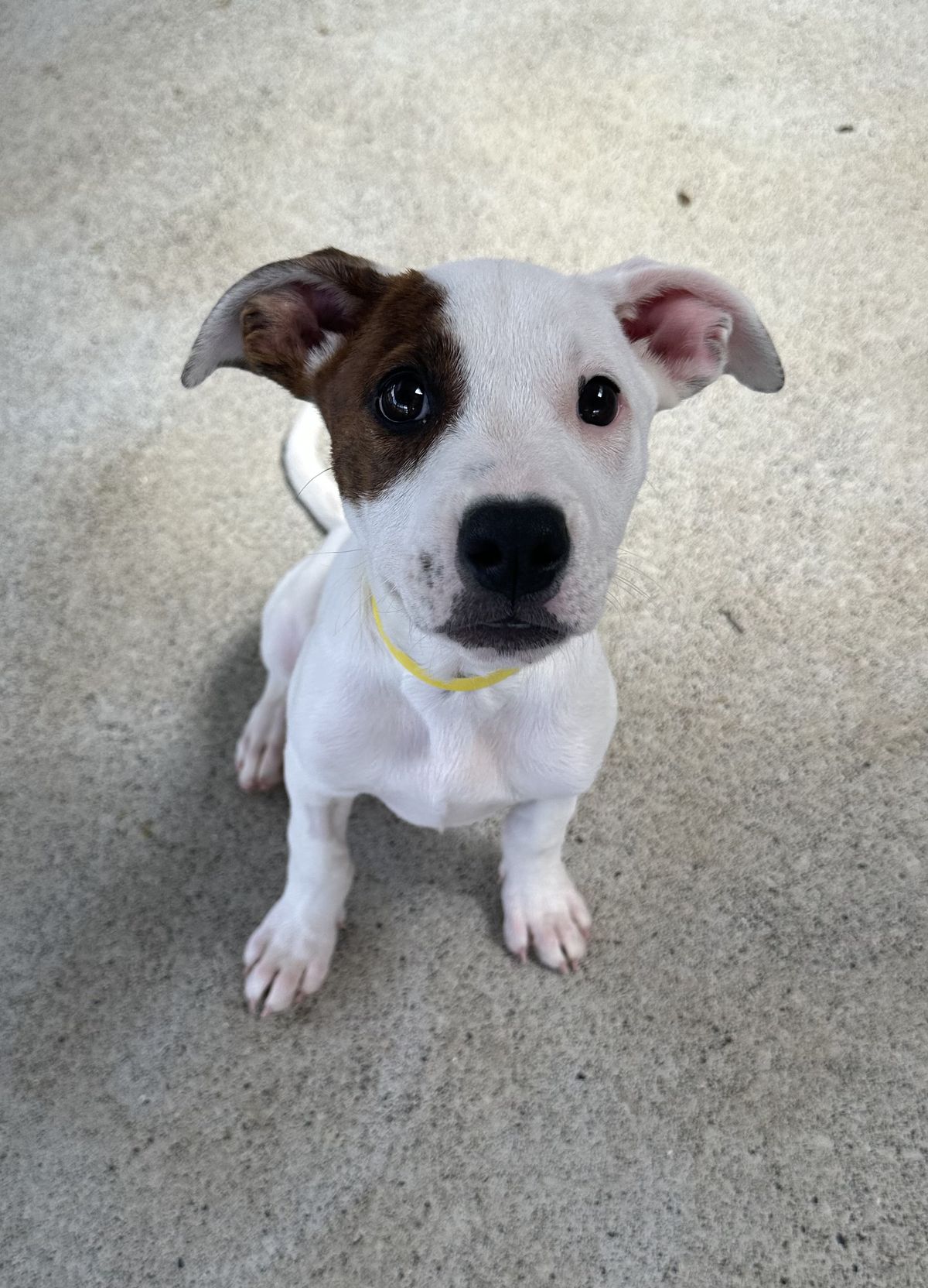 Gallery image: Sugar