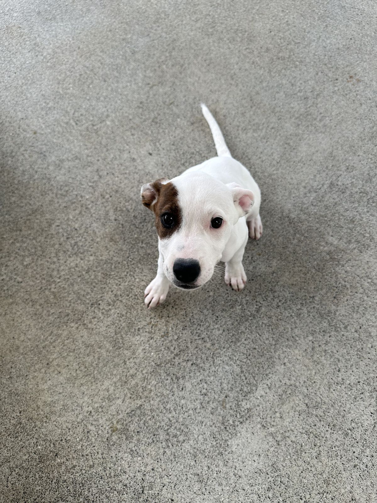 Gallery image: Sugar