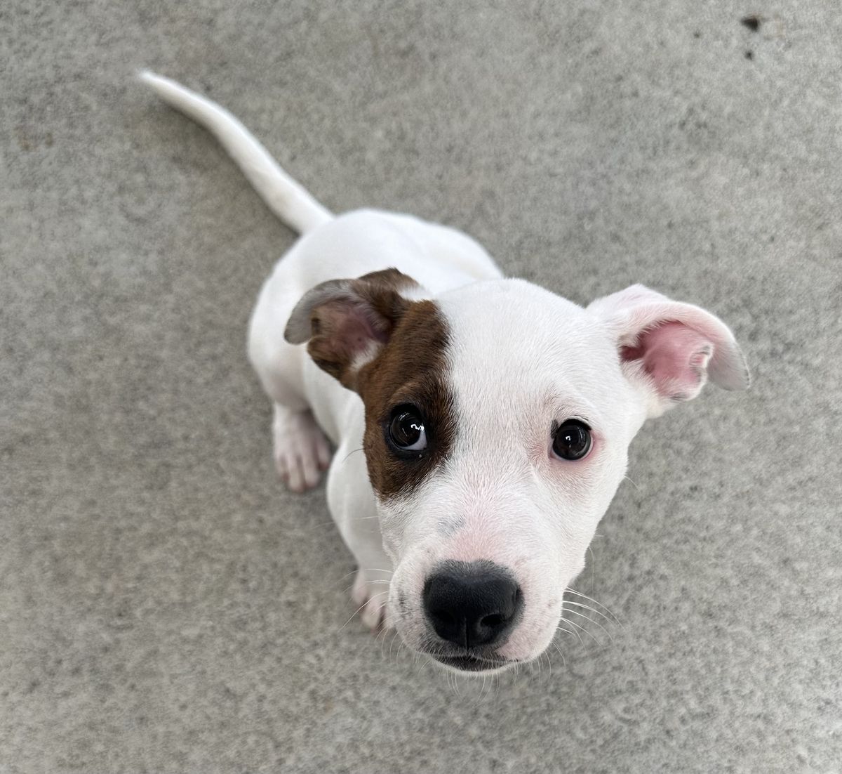 Gallery image: Sugar