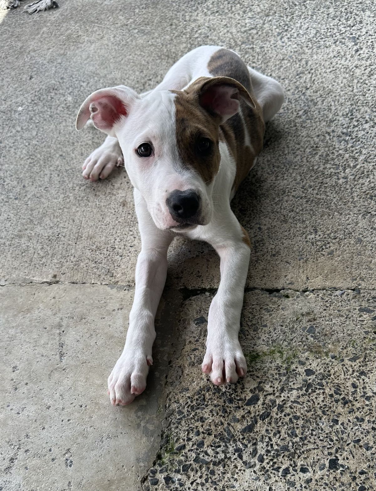 Gallery image: Sorbet