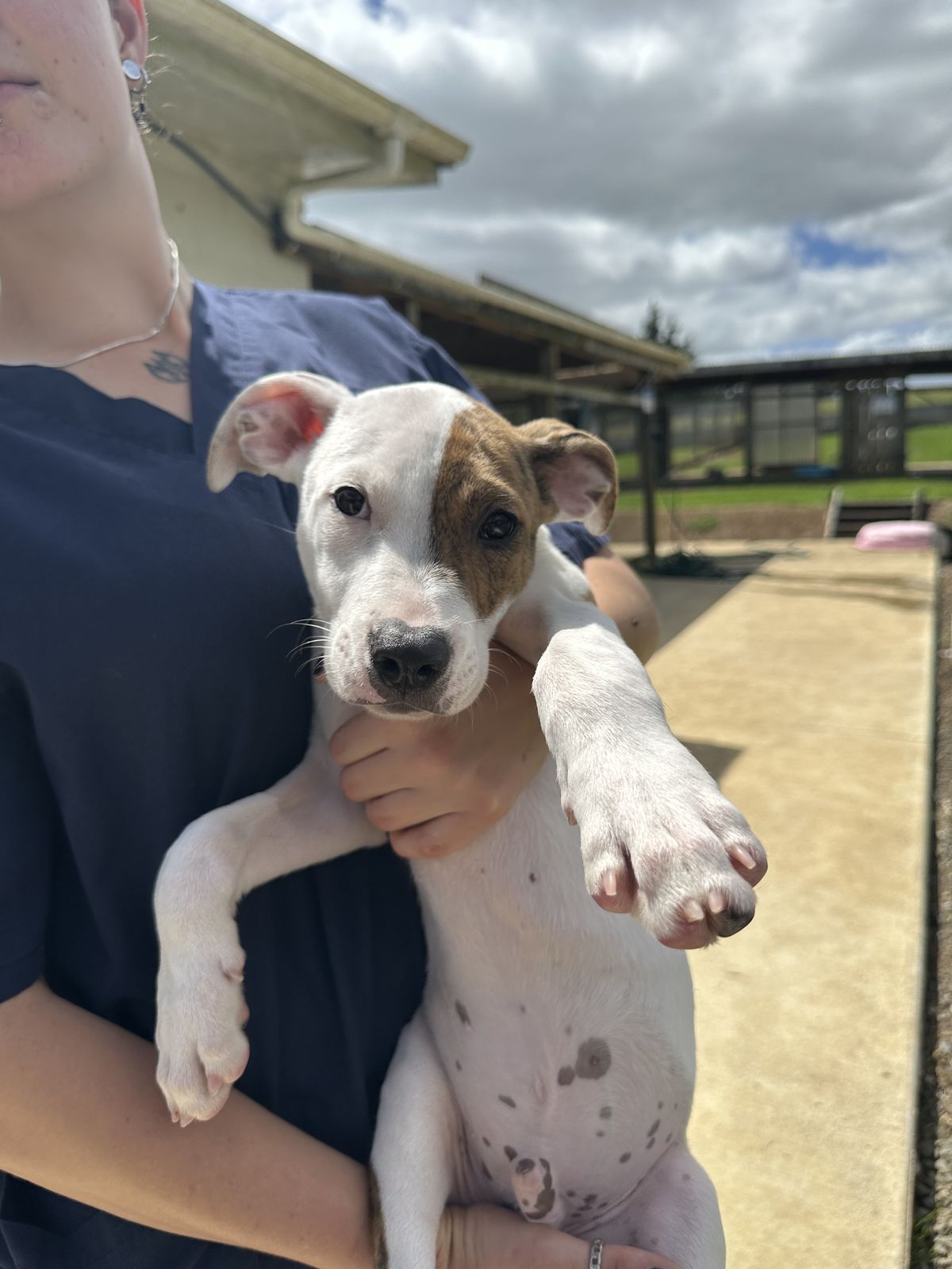 Gallery image: Sorbet