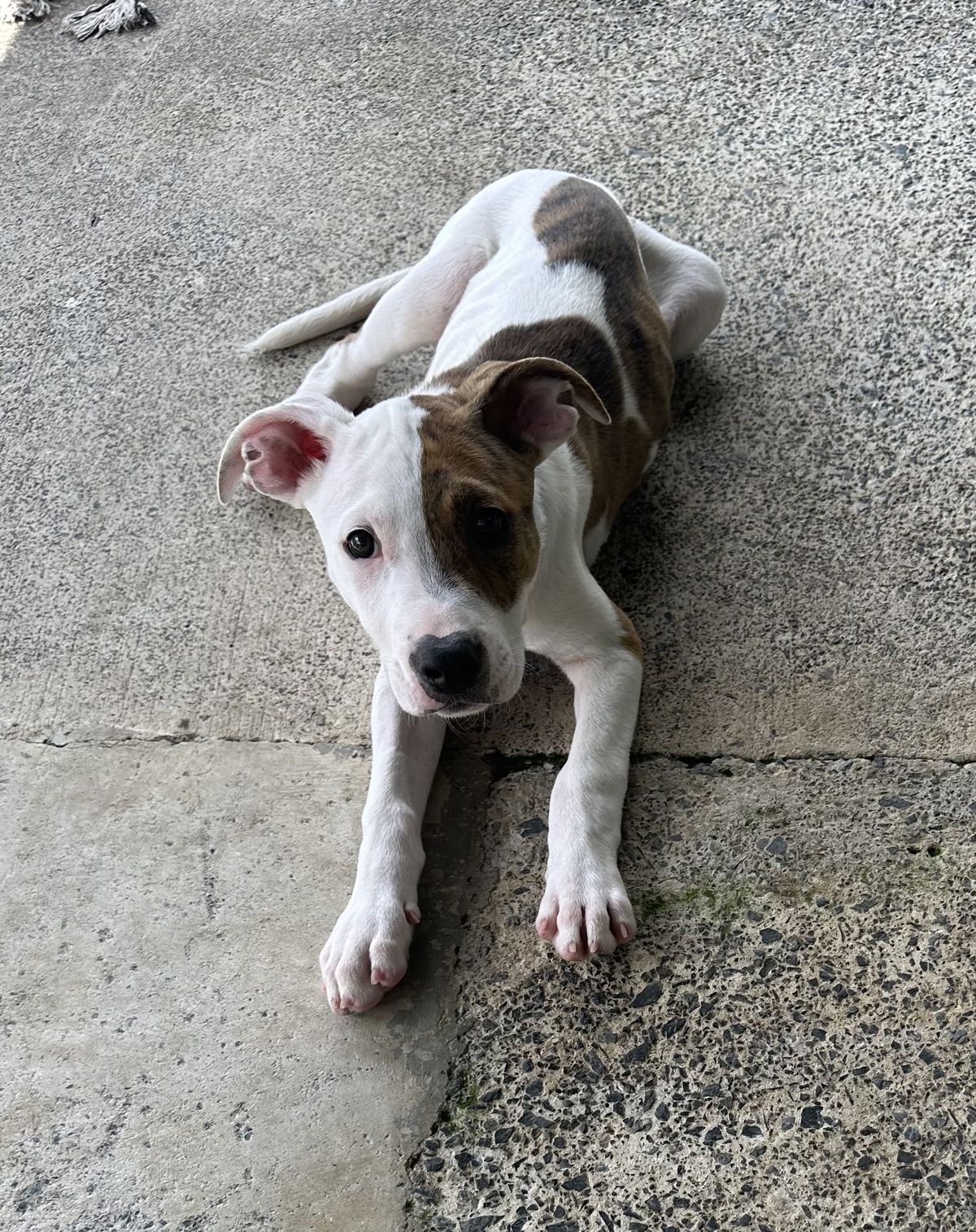 Gallery image: Sorbet