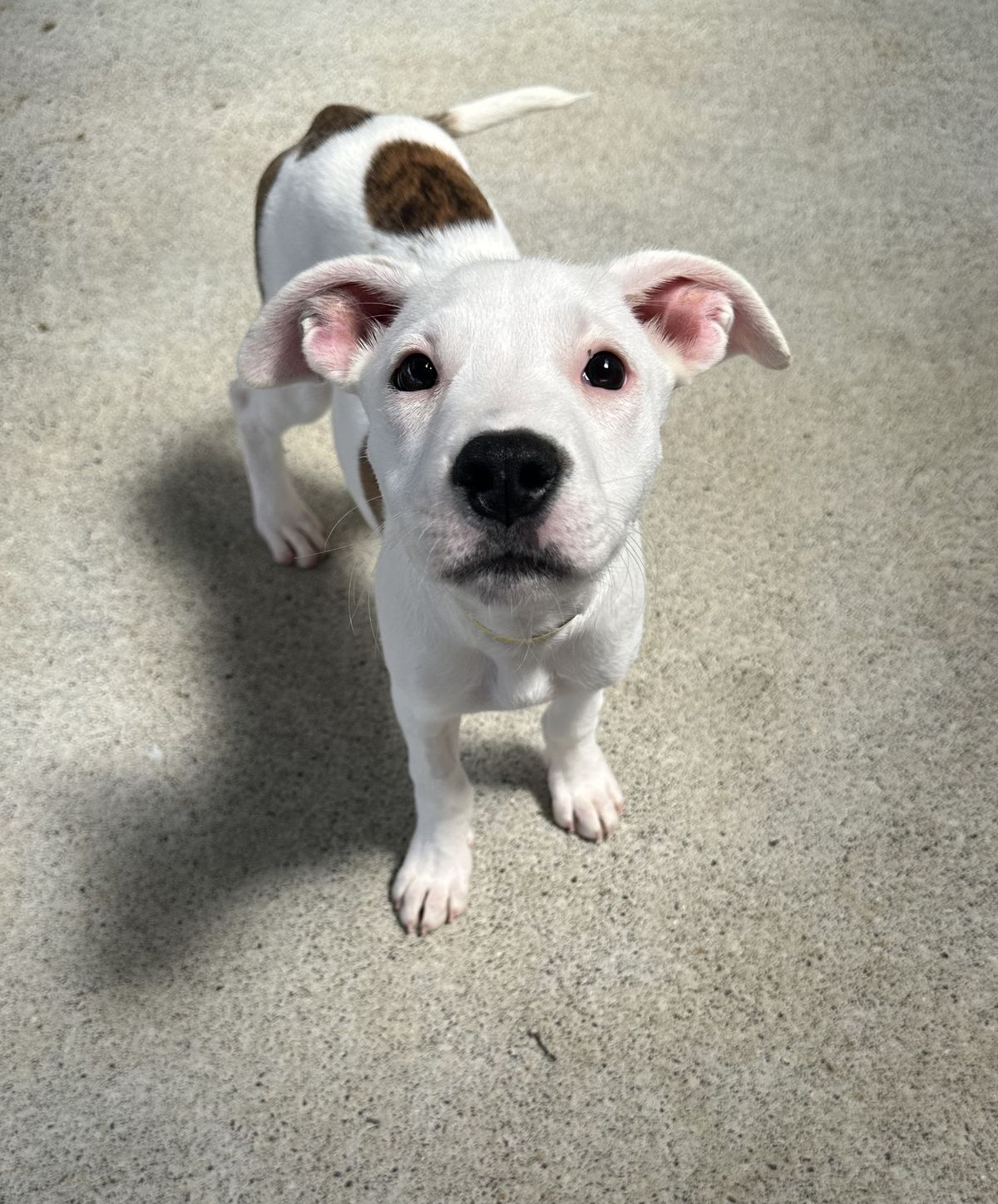 Gallery image: Sprinkle