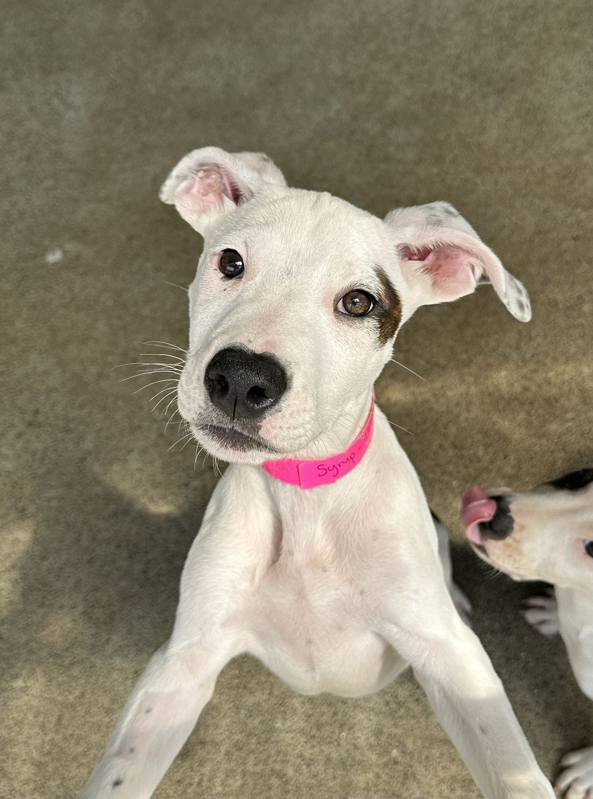 Gallery image: Syrup