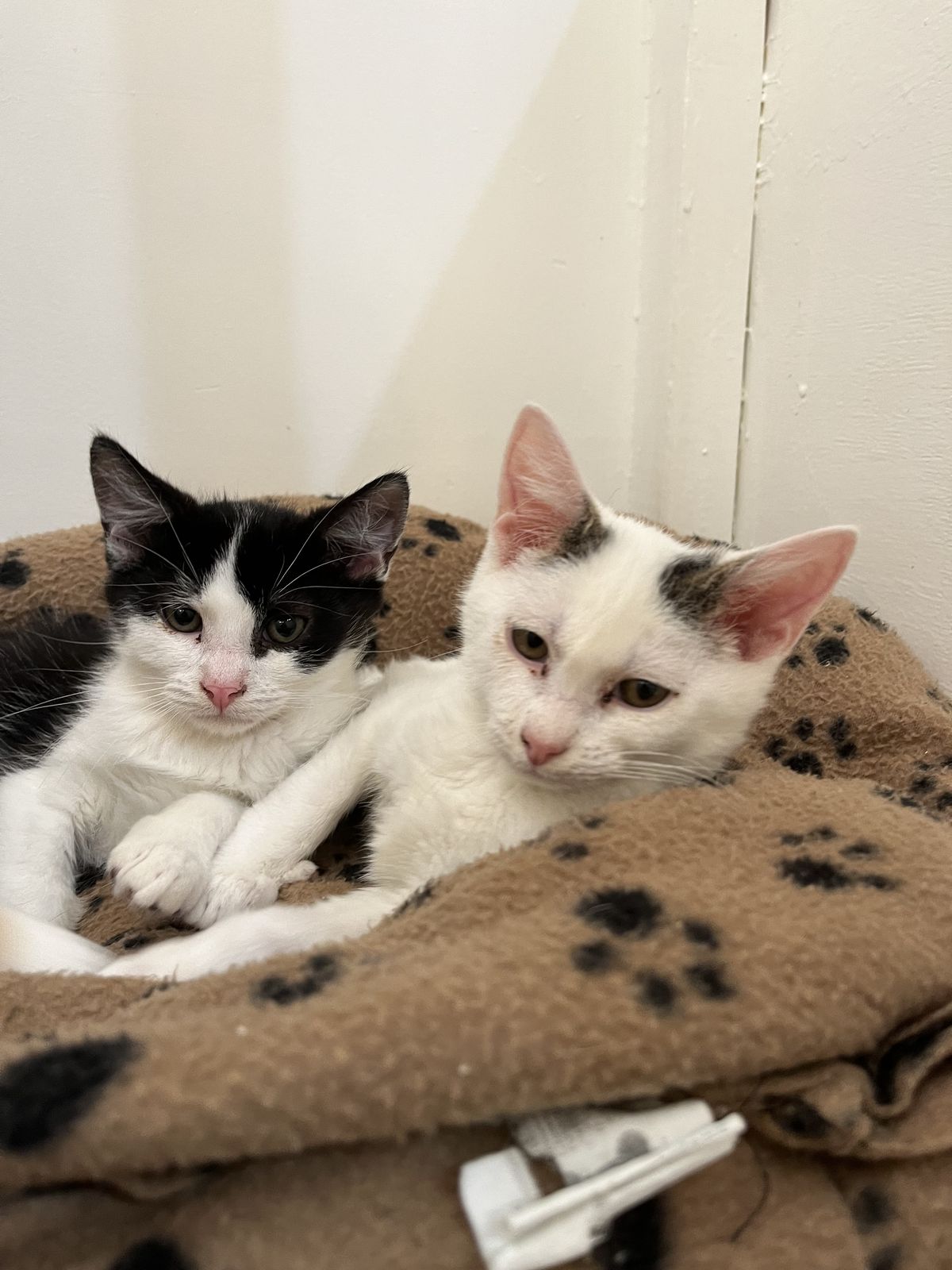 Gallery image: Dante