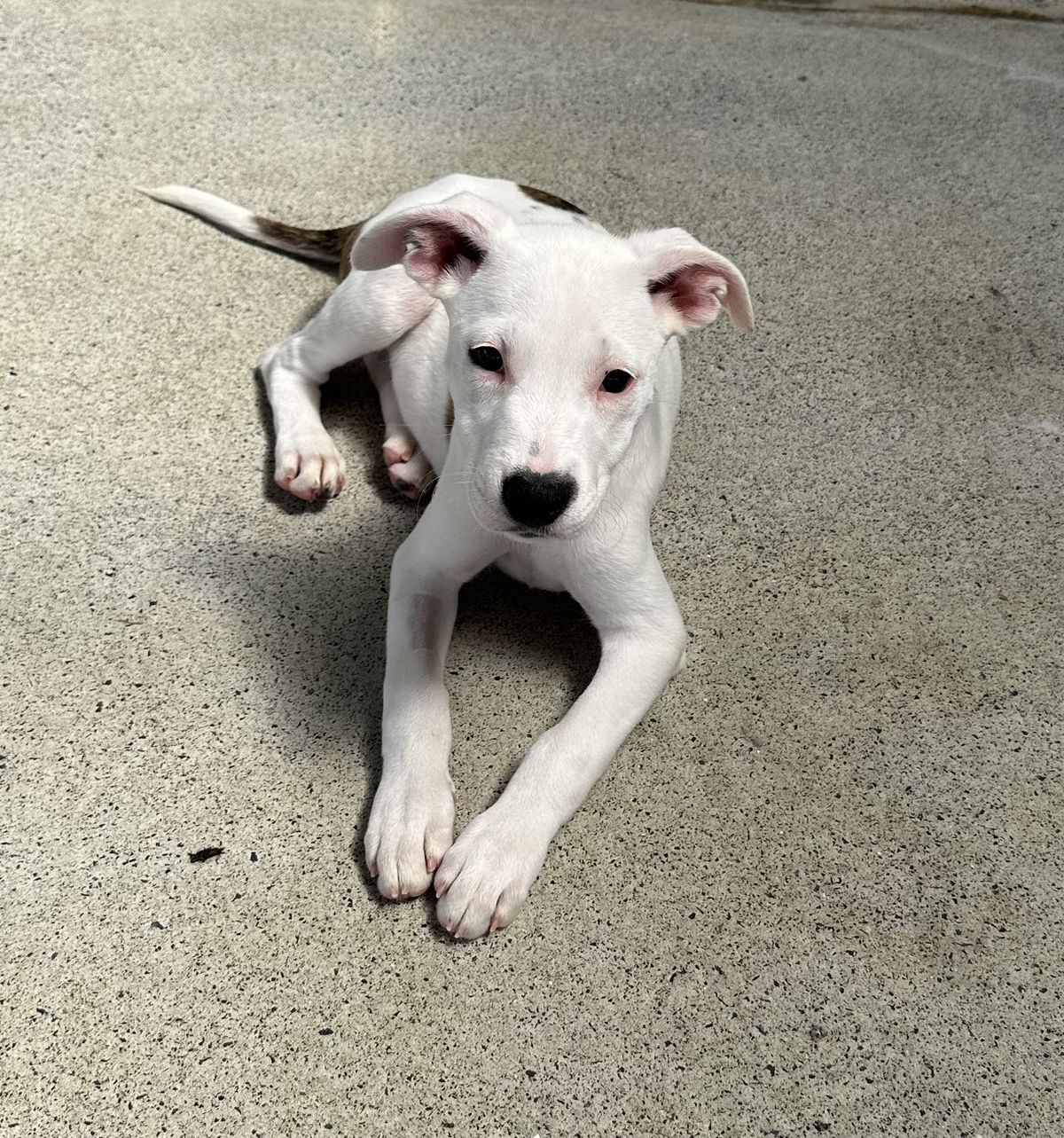 Gallery image: Sprinkle