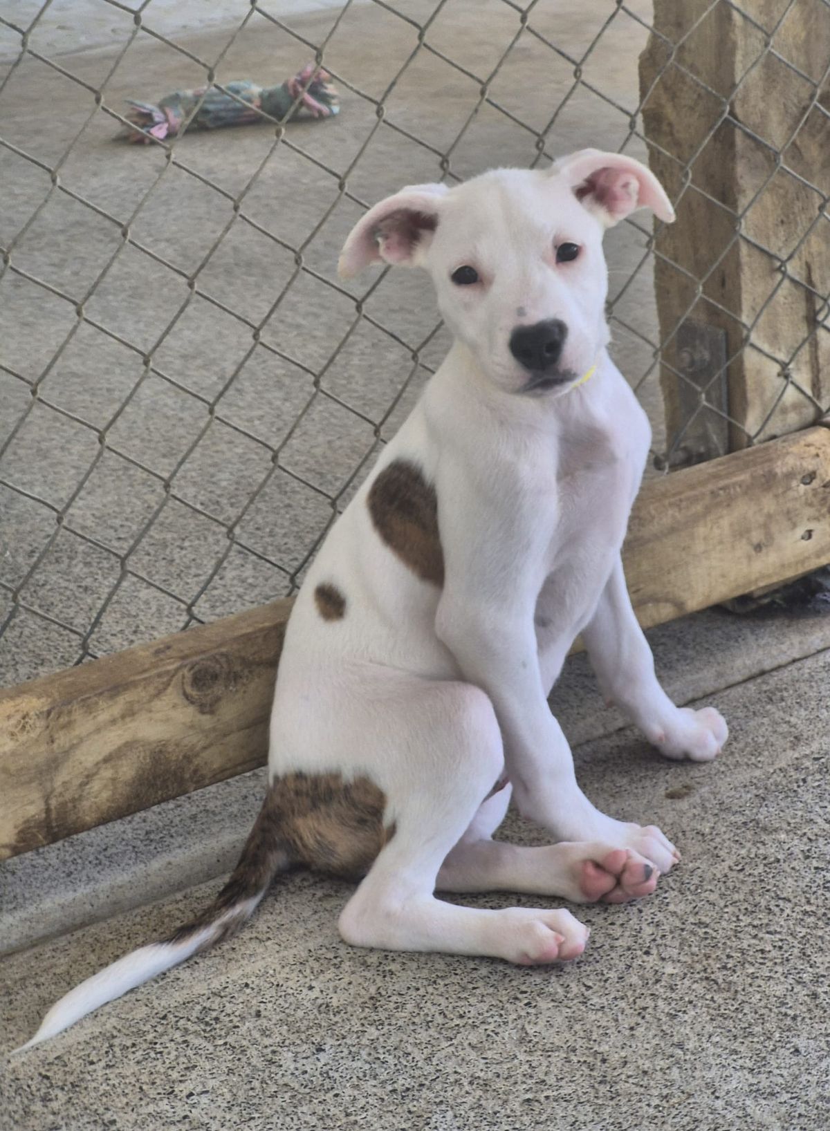 Gallery image: Sprinkle