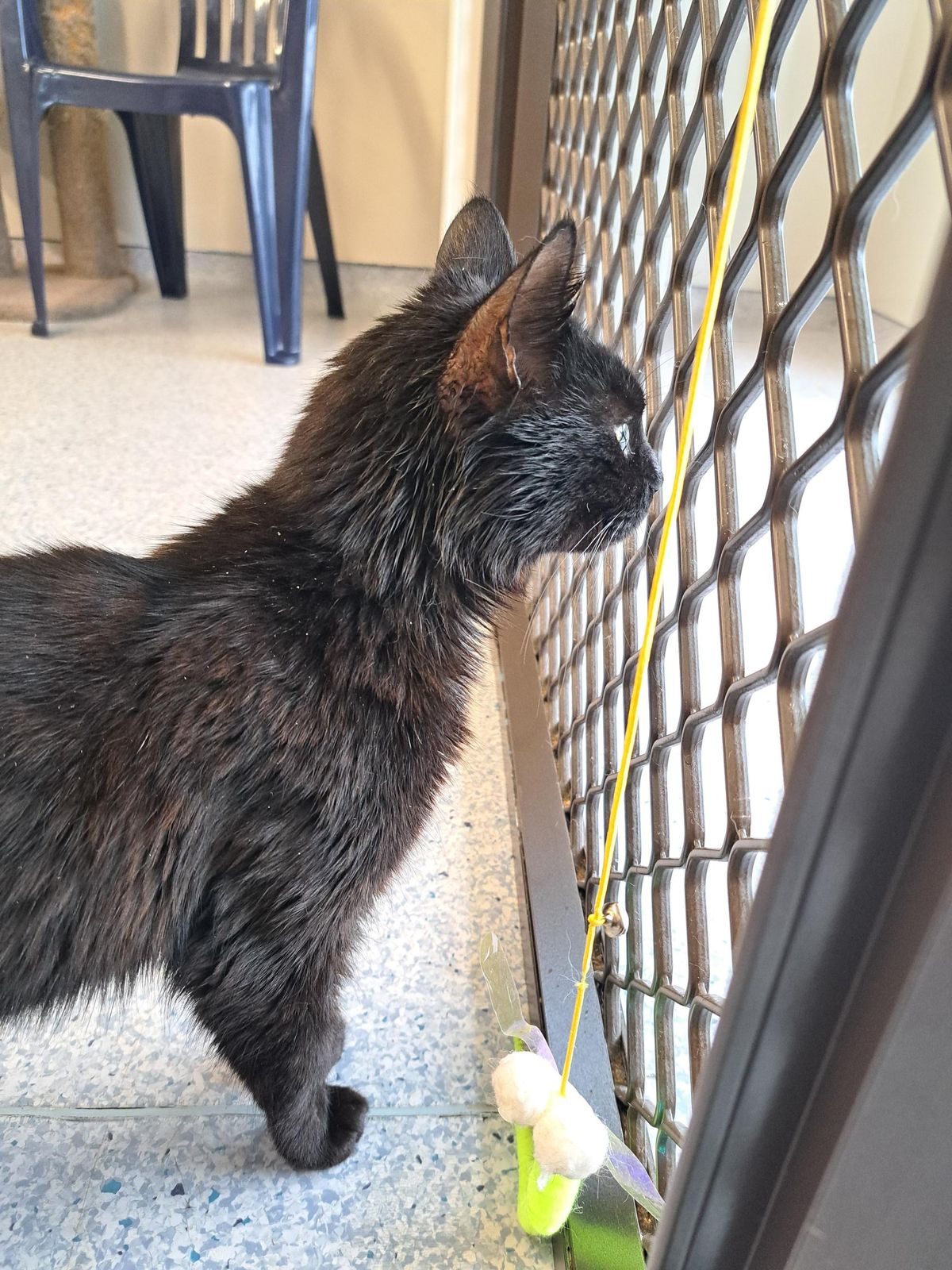 Gallery image: Ebony