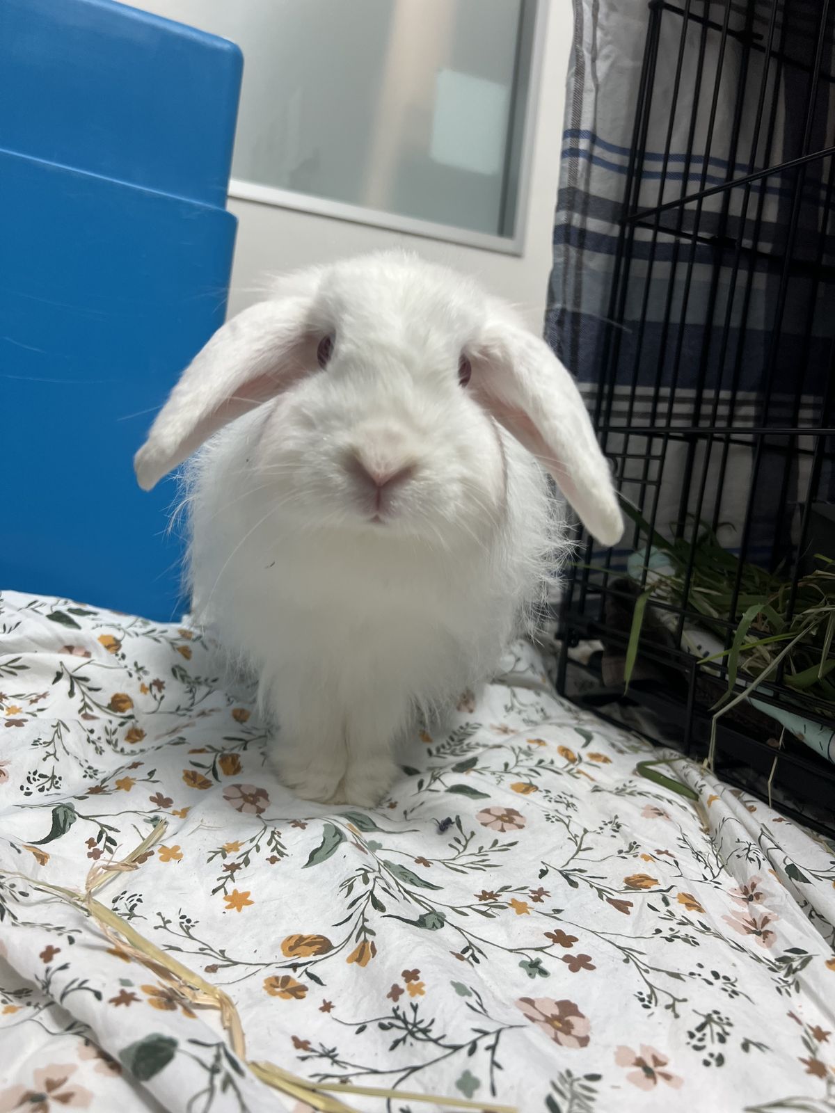 Gallery image: Daenerys