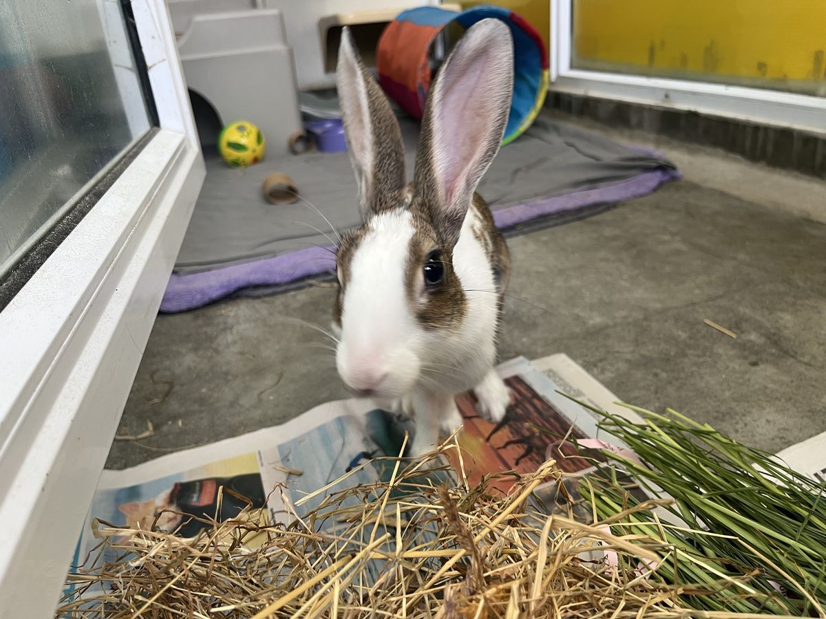 Gallery image: Firefly